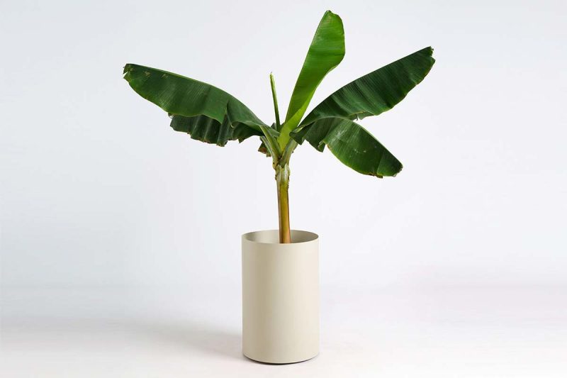 tondo_zardinjera_M_CTO10ME_05